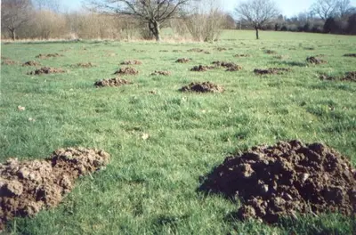 Populations of 1700 voles per acre in () in Middle Tennessee
