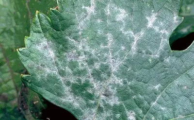 Powdery Mildews disease in Middle Tennessee
