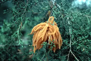 Rusts disease in Middle Tennessee