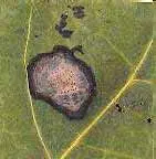 Septoria Leaf Spot disease in Middle Tennessee