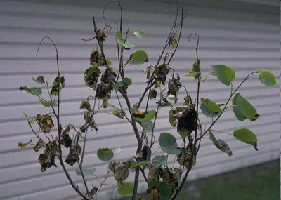 Shoot blight disease in Middle Tennessee