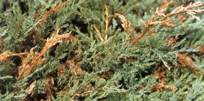 Shrubs in Landscapes disease in Middle Tennessee