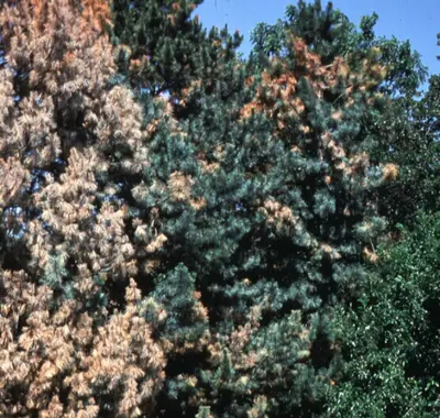 Tip Blight of Pine disease in Middle Tennessee