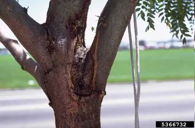 Tubercularia & Nectria Cankers disease in Middle Tennessee