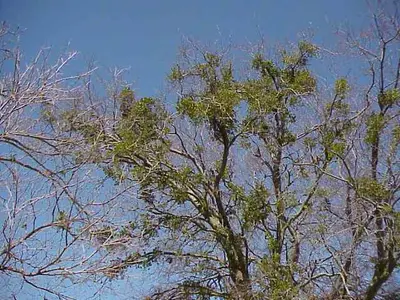 Types of Plant Pathogens disease in Middle Tennessee