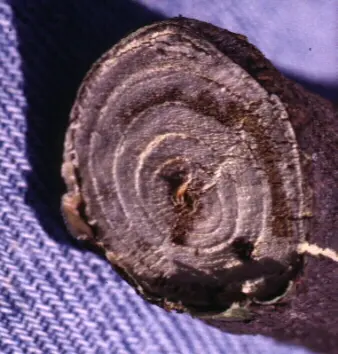 Verticillium Wilt disease in Middle Tennessee