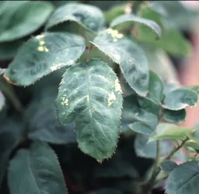 Virus Diseases disease in Middle Tennessee