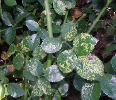 Viruses & viroids disease in Middle Tennessee