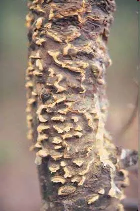 White Pine Blister Rust disease in Middle Tennessee