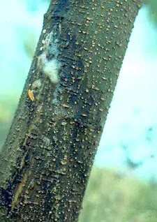 Wilt of Mimosa disease in Middle Tennessee