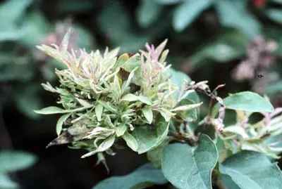 Witches Brooms disease in Middle Tennessee