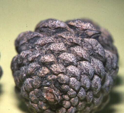 Tip Blight of Pine — photo 2