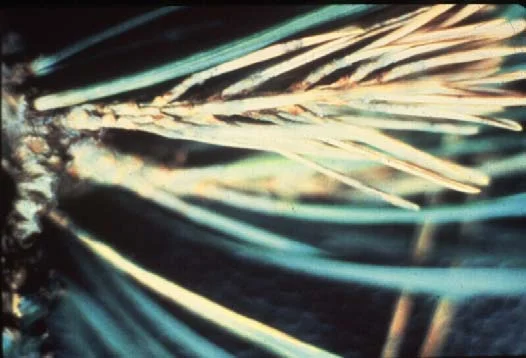 Tip Blight of Pine — photo 3