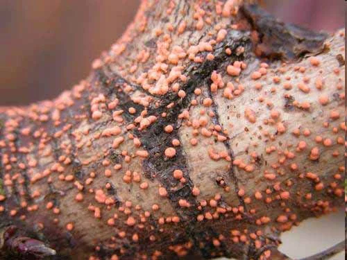 Tubercularia & Nectria Cankers — photo 2