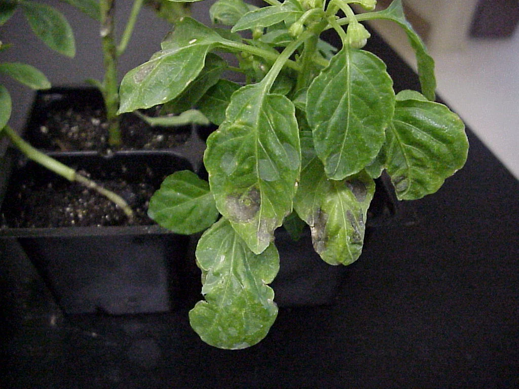 Virus Diseases — photo 2