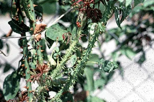 Virus Diseases — photo 3