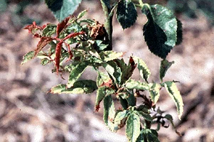 Virus Diseases — photo 4