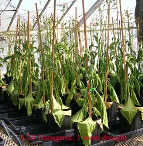 Water Stress — photo 16