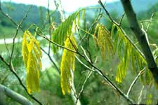 Wilt of Mimosa — photo 2