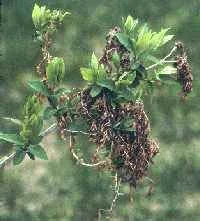 Witches Brooms — photo 2