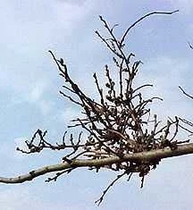 Witches Brooms — photo 3