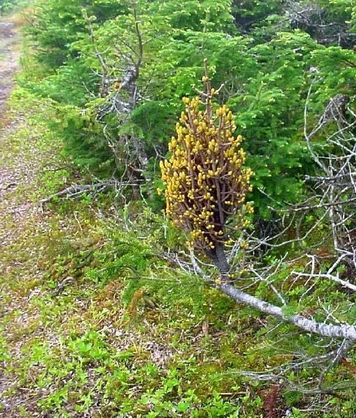 Witches Brooms — photo 4