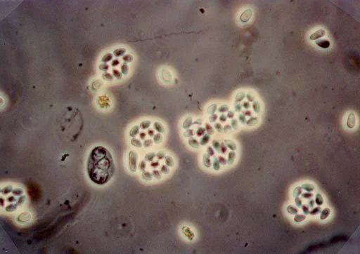 Control Agents for Fire Ants — photo 2