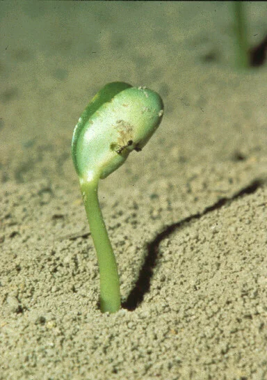 Impact of Fire Ants — photo 10