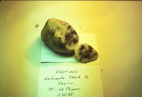 Impact of Fire Ants — photo 11