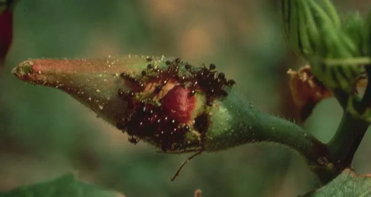 Impact of Fire Ants — photo 12