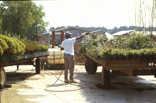 Impact of Fire Ants — photo 13