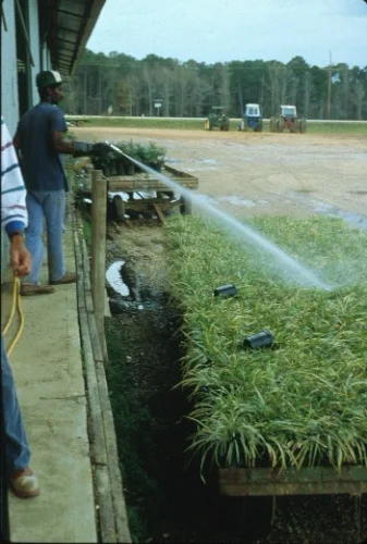 Impact of Fire Ants — photo 14