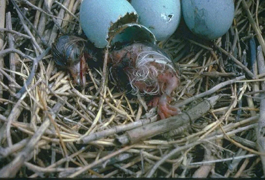 Impact of Fire Ants — photo 17