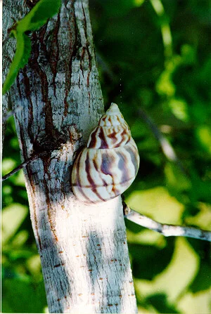 Impact of Fire Ants — photo 18