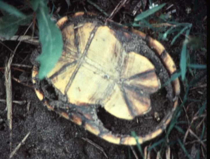 Impact of Fire Ants — photo 19