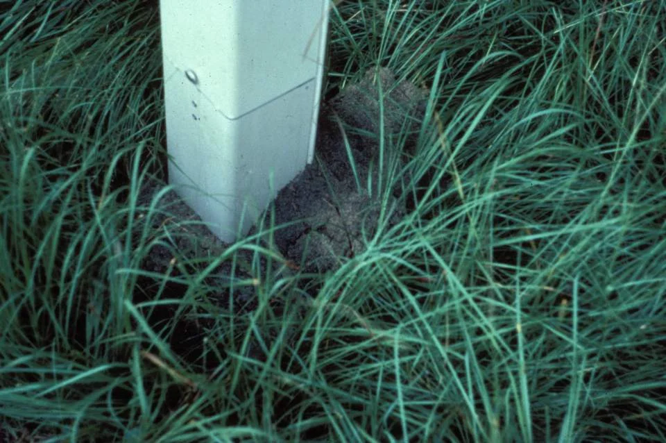 Impact of Fire Ants — photo 20