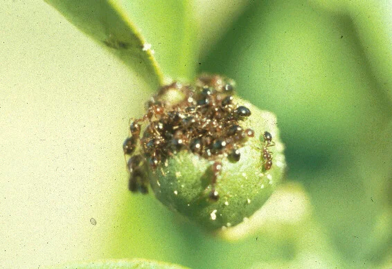 Impact of Fire Ants — photo 7