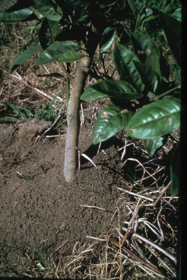 Impact of Fire Ants — photo 8