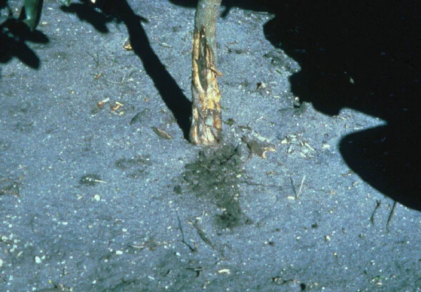 Impact of Fire Ants — photo 9