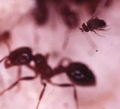 Control Agents for Fire Ants (Thelohania solenopsae) in Middle Tennessee