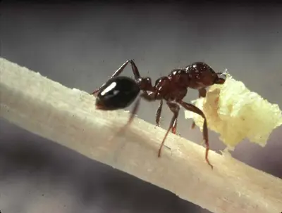 Granular Fire Ant Baits () in Middle Tennessee