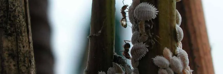 and mating disruption — photo 2