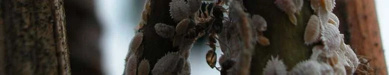 and mating disruption — photo 3