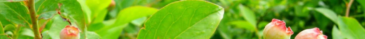 Ecology — photo 11