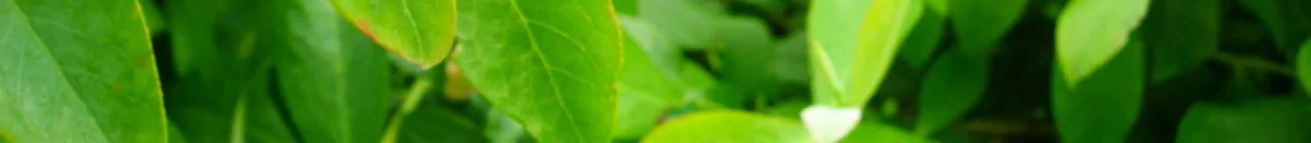 Ecology — photo 15