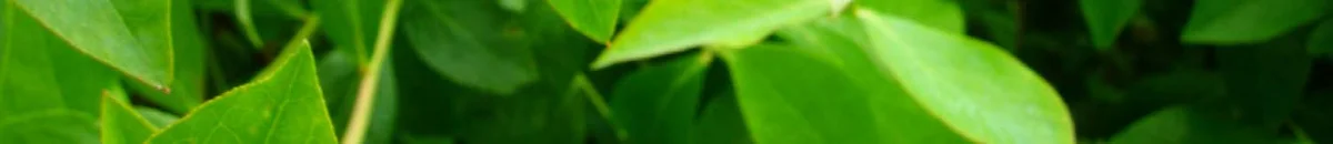 Ecology — photo 16