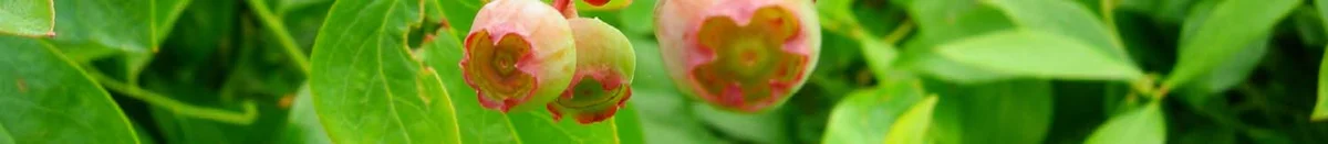 Ecology, control — photo 14