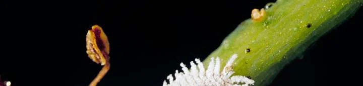 Hand-lens Comparison — photo 5