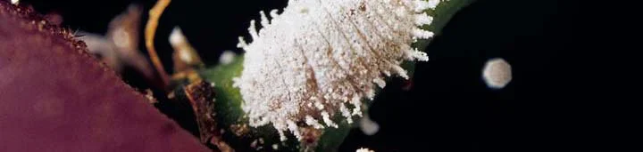 Hand-lens Comparison — photo 6