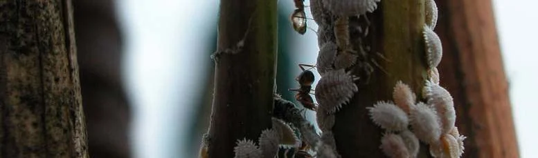 “Less-toxic” Ant Controls — photo 2